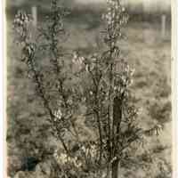 5/18/1914 "A Rube Leek bush one year old."