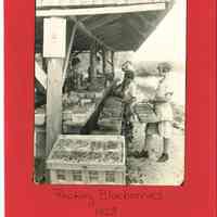 Packing Blueberries in 1928