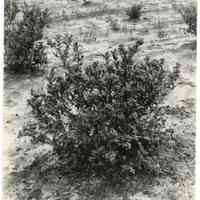 7/27/1915 "Old Field, row 6, plant 7, Old Bog."