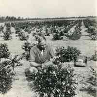 1920 "W20-49 Blueberries and Dr. Coville"