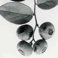 6/30/1915 "Photographed June 21, 1915"