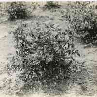 7/18/1916 "Washington Field"