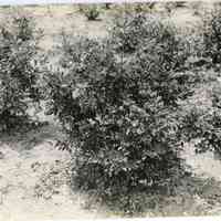 7/18/1916 "Washington Field"