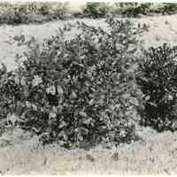          7/18/1918 picture number 1
   