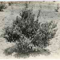7/18/1916 "Old Bog plant from an old root planted March 1, 1912."