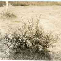 5/12/1915 "Old Field, row 6, plant 3 (38 in wide)"