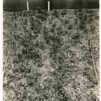 7/18/1916 "Section of cutting frame showing sprouts from old wood, tubered cuttings ."