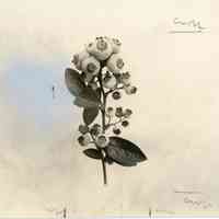 7/19/1917 "Cluster of Sooy berries"