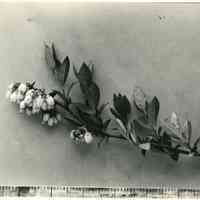 5/17/1920 "Rubel Blueberry flowers"