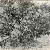          7/17/1918 picture number 1
   