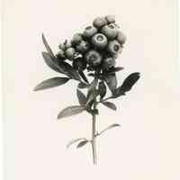 7/27/1915 "Cluster of berries from Grant no. 1"