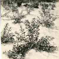 7/3-6/1919 "1186"