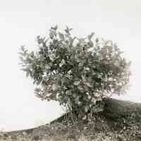 7/9/1914 "Brooks seedling of 1908"