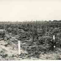 7/20/1917 "Washington Field"