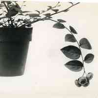 10/8/1915, "Potted blueberry plant, 3913"