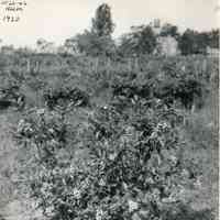 1920 "W20-42 Ralph Blueberry bush"