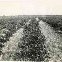 7/6/1919 "1207"