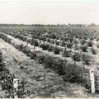 7/27/1915 "Plantation of three-year-old blueberry hybrids."