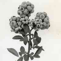 7/7/1915 "Cluster of Brooks x Sooy"