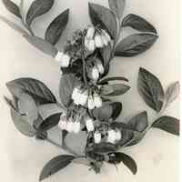 5/13/1915 "Brook x Sooy Hybrid in Washington Field"