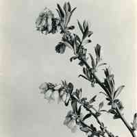 5/15/1920 "Blueberry Blossoms"