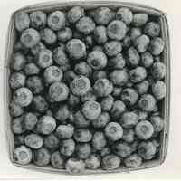 8/3/1917 "Largest berry 18.5 mm."