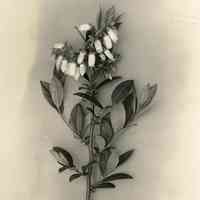 5/12/1915 "Haines 12"