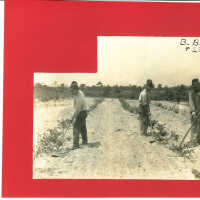 Hoeing Rows of Plants