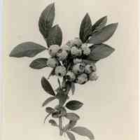          1919 picture number 1
   