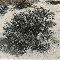          7/18/1918 picture number 1
   