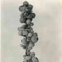 8/3/1917 "Cluster of Sooy x Chatsworth berries"