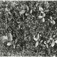7/30/1914 "Stevenson young wood cuttings."