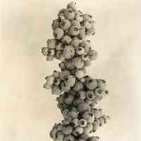 7/20/1917 "Cluster of berries"