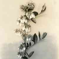 5/12/1915 "Haines 9"