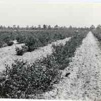 7/3-6/1919, "1194, 10" copy