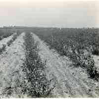 7/6/1919 "1202, 20" copy