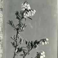 10/30/1930 "Blueberry blossoms"