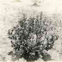 7/18/1916 ""Birdsall" from an old root planted spring of 1913."