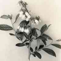 5/13/1915 "Brooks x Sooy"