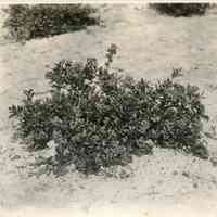 7/18/1916 "Washington field"