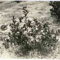 7/27/1915 "Brooks x Sooy. Original Premier plant"