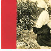 Woman Harvesting Blueberries