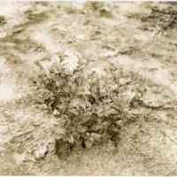 7/9/1914 "Russel x Brooks hybrid"