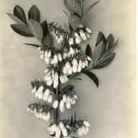 5/12/1915 "Birdsall"