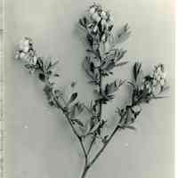 5/15/1920 "Rubel flowers, young sprout"