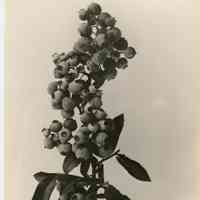 7/18/1918 "817 natural size"