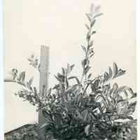 1913 "Sooy in Old Field" copy