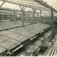 7/3-6/1919 "Blueberry growing bins with potted franklinia"
