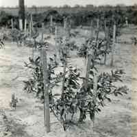 8/3/1917 "Budded plant"