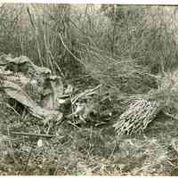 11/1916 A collection of wild berry branches